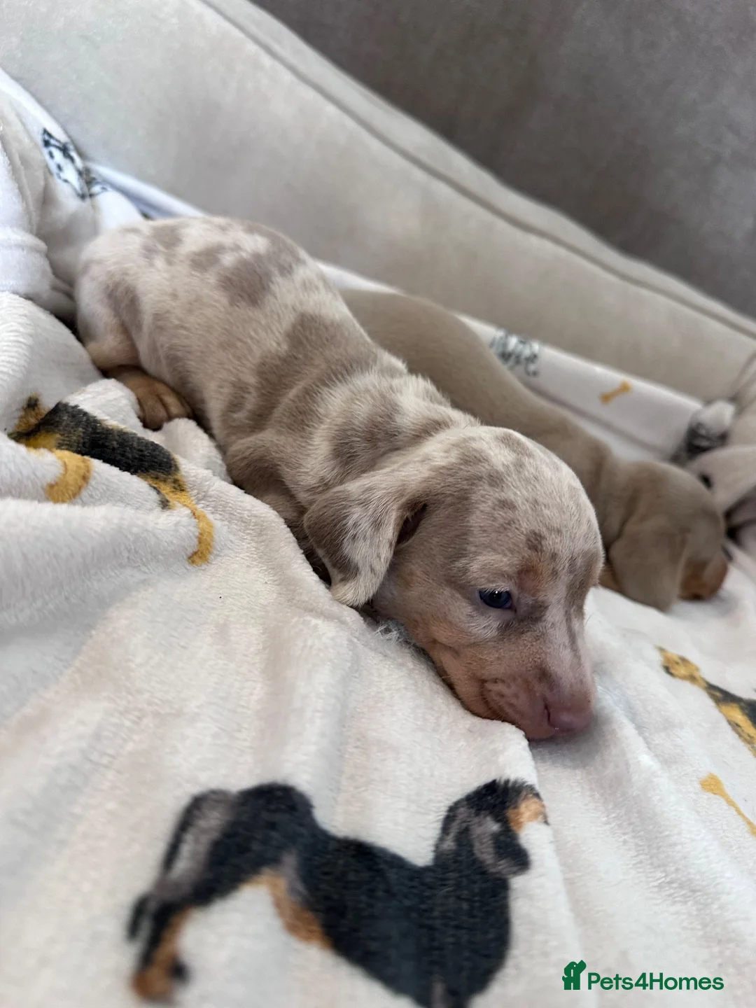 Miniature Dachshund dogs for sale: Little sister and brother 💙❤️  - Advert 1