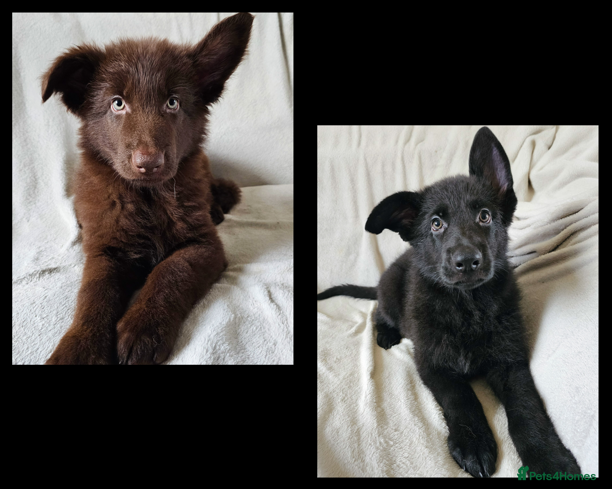German Shepherd dogs 2 stunning short coated KC registered GSP's - Advert 17