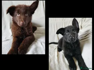 German Shepherd dogs 2 stunning short coated KC registered GSP's - Advert 17