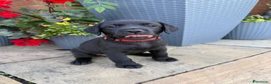 Labrador Retriever 1