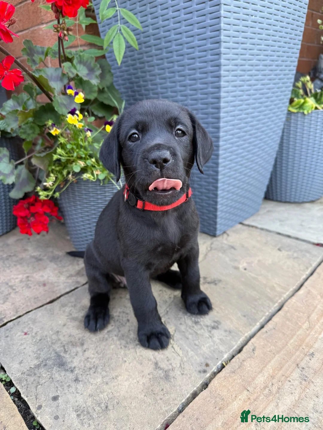 Labrador Retriever dogs for sale: 5 gorgeous Labrador puppies  in Cardiff - Advert 2