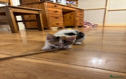 Mixed Breed cats for sale: 5 Mixed Breed Kittens - Image 5