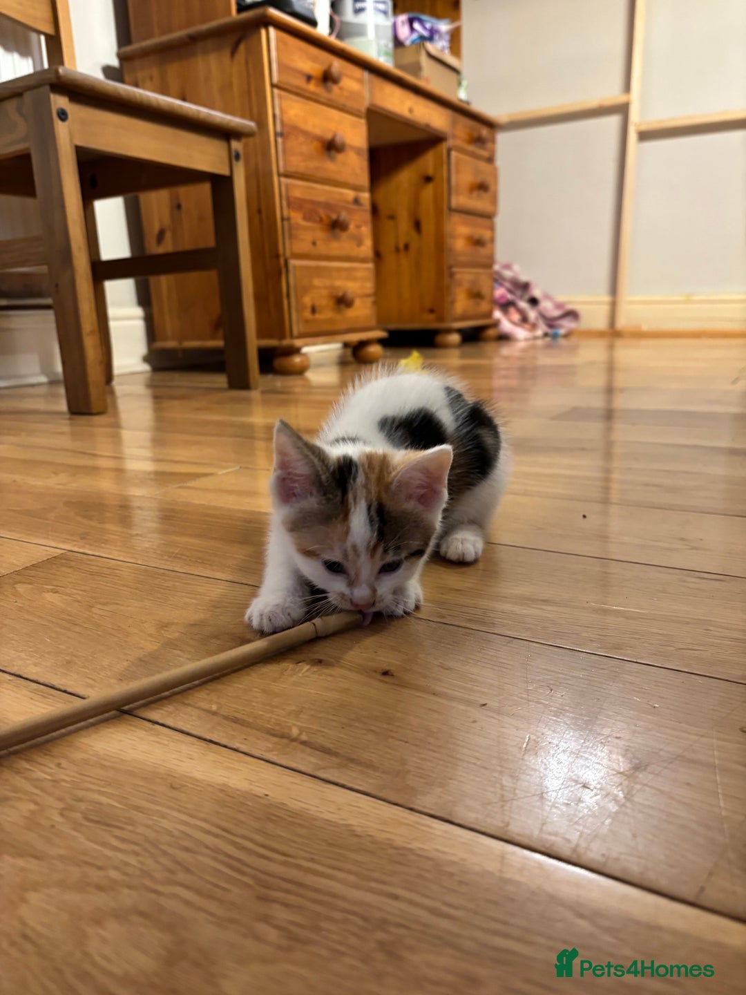 Mixed Breed cats for sale: 5 Mixed Breed Kittens - Image 5
