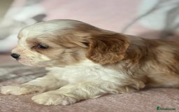 Cavapoo dogs for sale: Stunning Cavapoo puppies from family home  - Advert 13