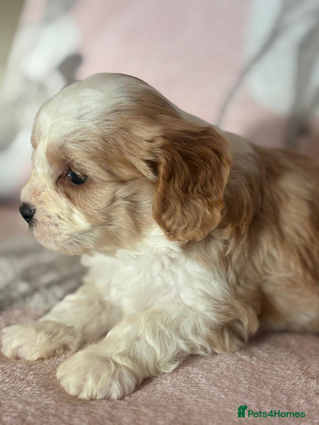 Cavapoo dogs for sale: Stunning Cavapoo puppies from family home  - Advert 13