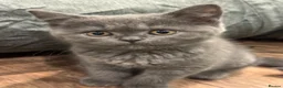 British Shorthair cats for sale: Ready for rehoming BSH / Scottish striaghts - Advert 11