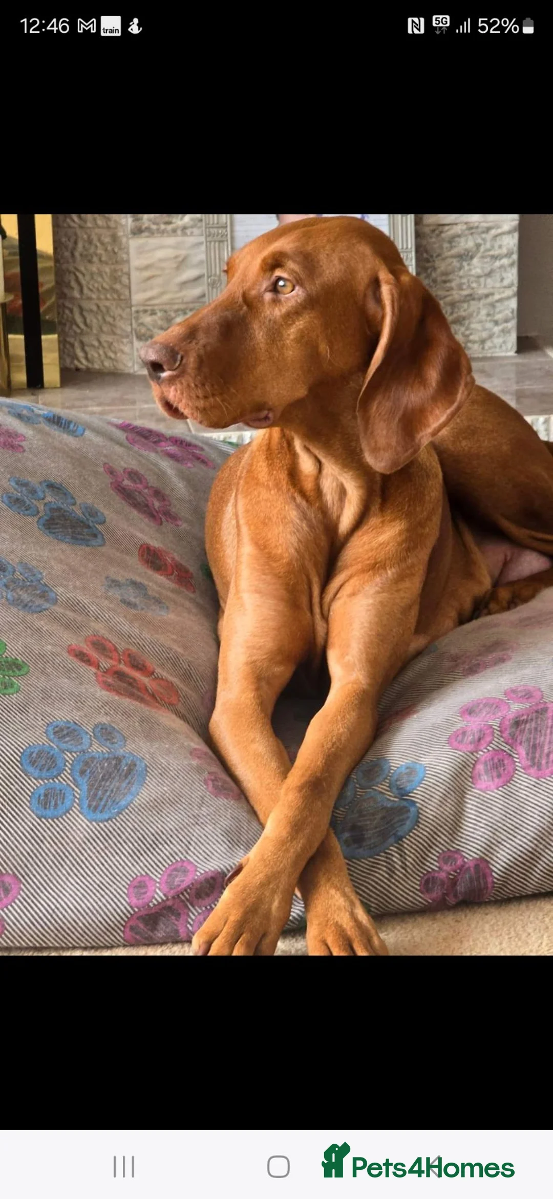 Hungarian Vizsla dogs for sale: KC reg Hungarian Vizsla pups.Health tested parents - Advert 2