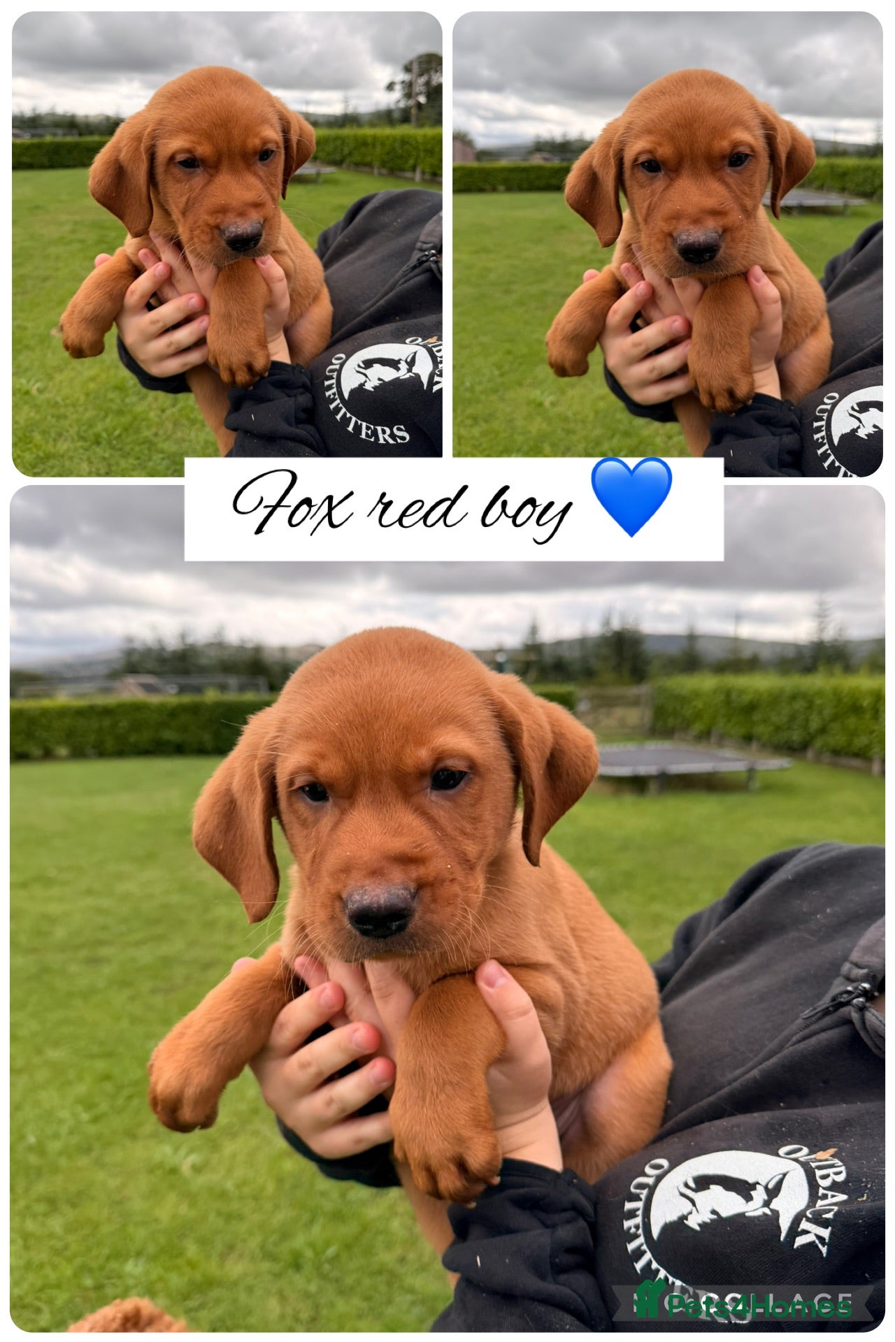 Labrador Retriever dogs Stunning Labrador pups for sale  - Advert 1