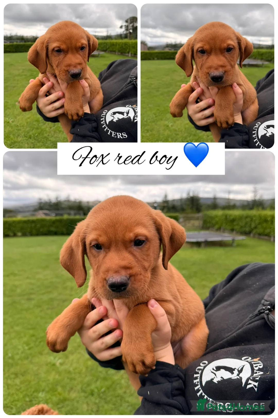 Labrador Retriever dogs for sale: Stunning Labrador pups for sale  - Advert 1