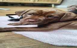 Mixed Breed dogs for sale: dog de bordeaux mixed Dalmatian  - Image 8