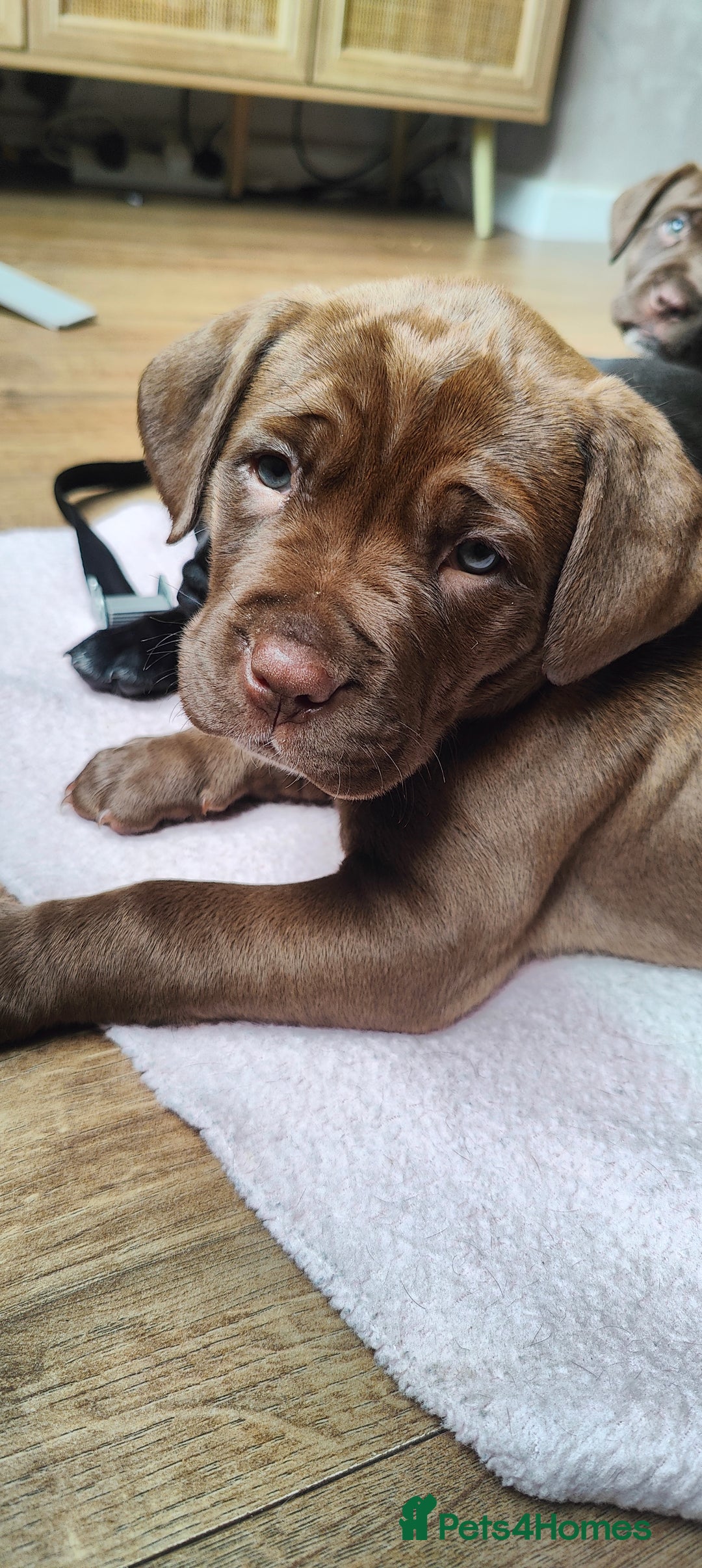 Mixed Breed dogs for sale: dog de bordeaux mixed Dalmatian  - Image 8