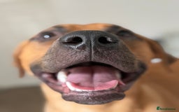 Bullmastiff dogs for sale: Energetic pup! - Image 4