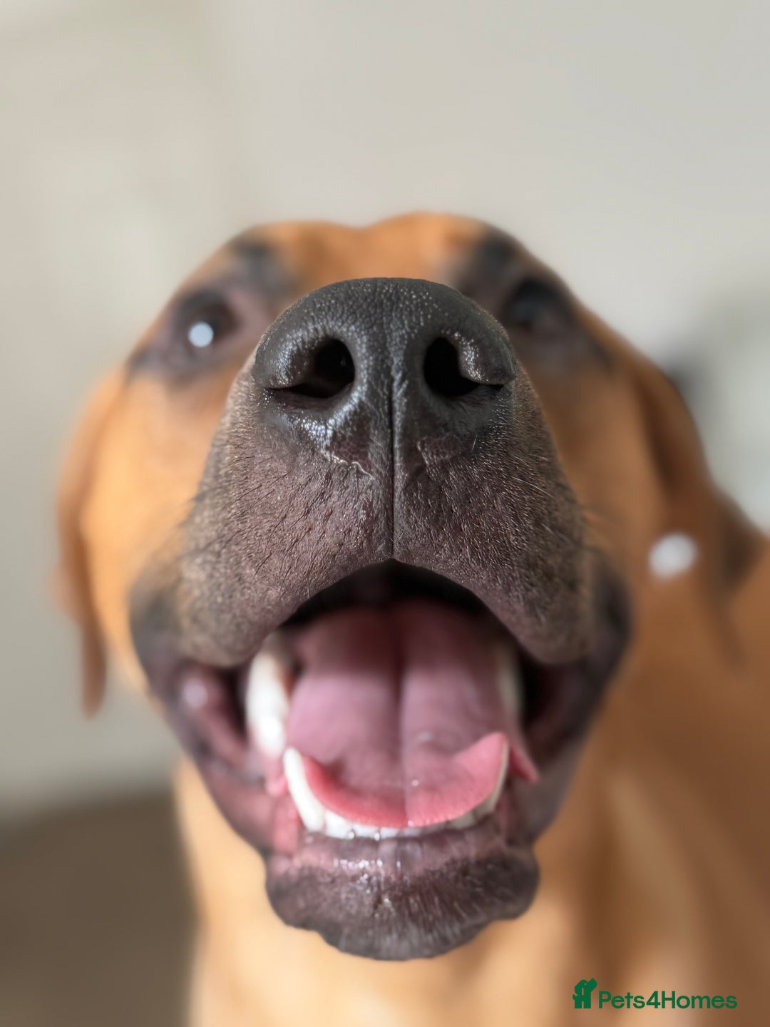 Bullmastiff dogs for sale: Energetic pup! - Image 4