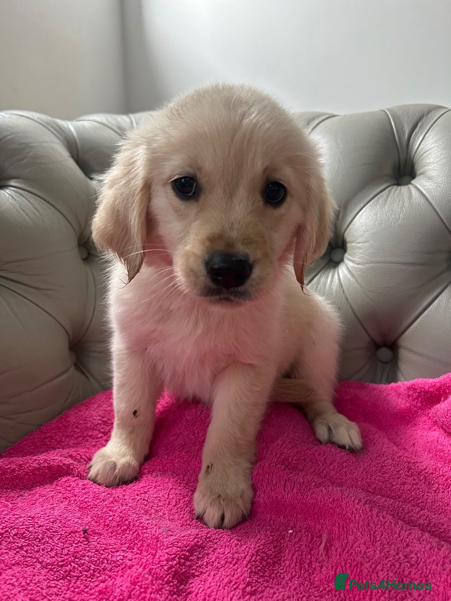 Golden Retriever dogs Golden retriever puppies - Advert 2
