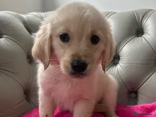 Golden Retriever dogs Golden retriever puppies - Advert 2