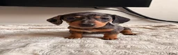 Dachshund dogs for sale: Sausage puppies  in Rotherham - Advert 2