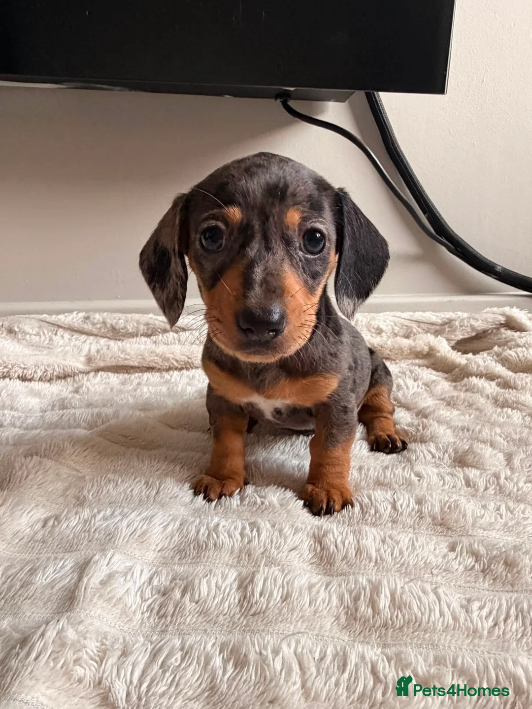 Dachshund dogs for sale: Sausage puppies  in Rotherham - Advert 2