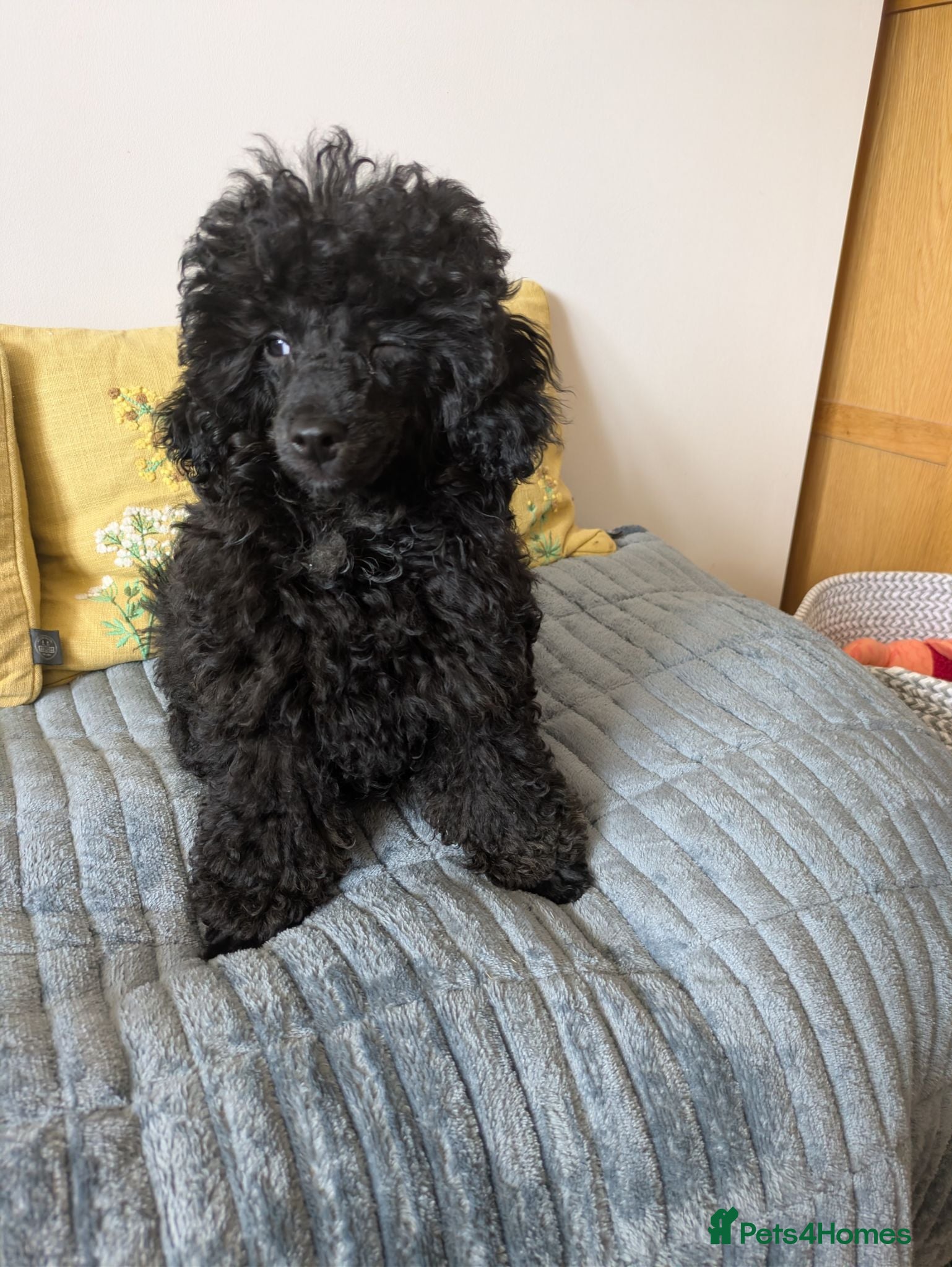 Toy Poodle dogs Toy poodle black girl KC , fully vac 16 weeks old  - Advert 1