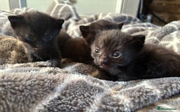 Bombay cats for sale: 3 beautiful kittens - Image 2