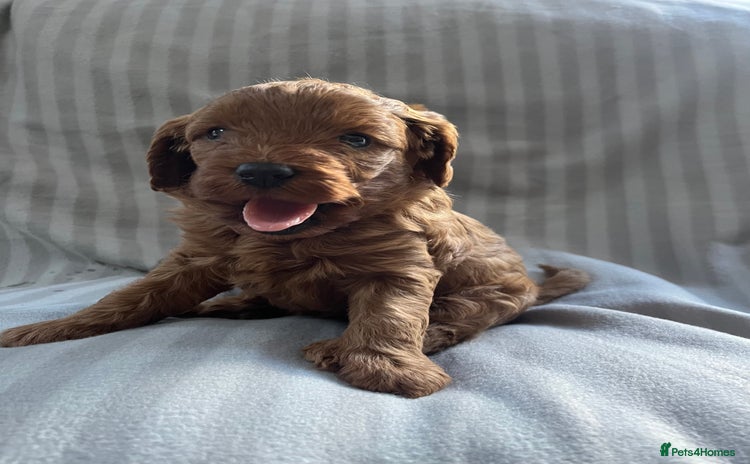 Cavapoo dogs - Advert 2