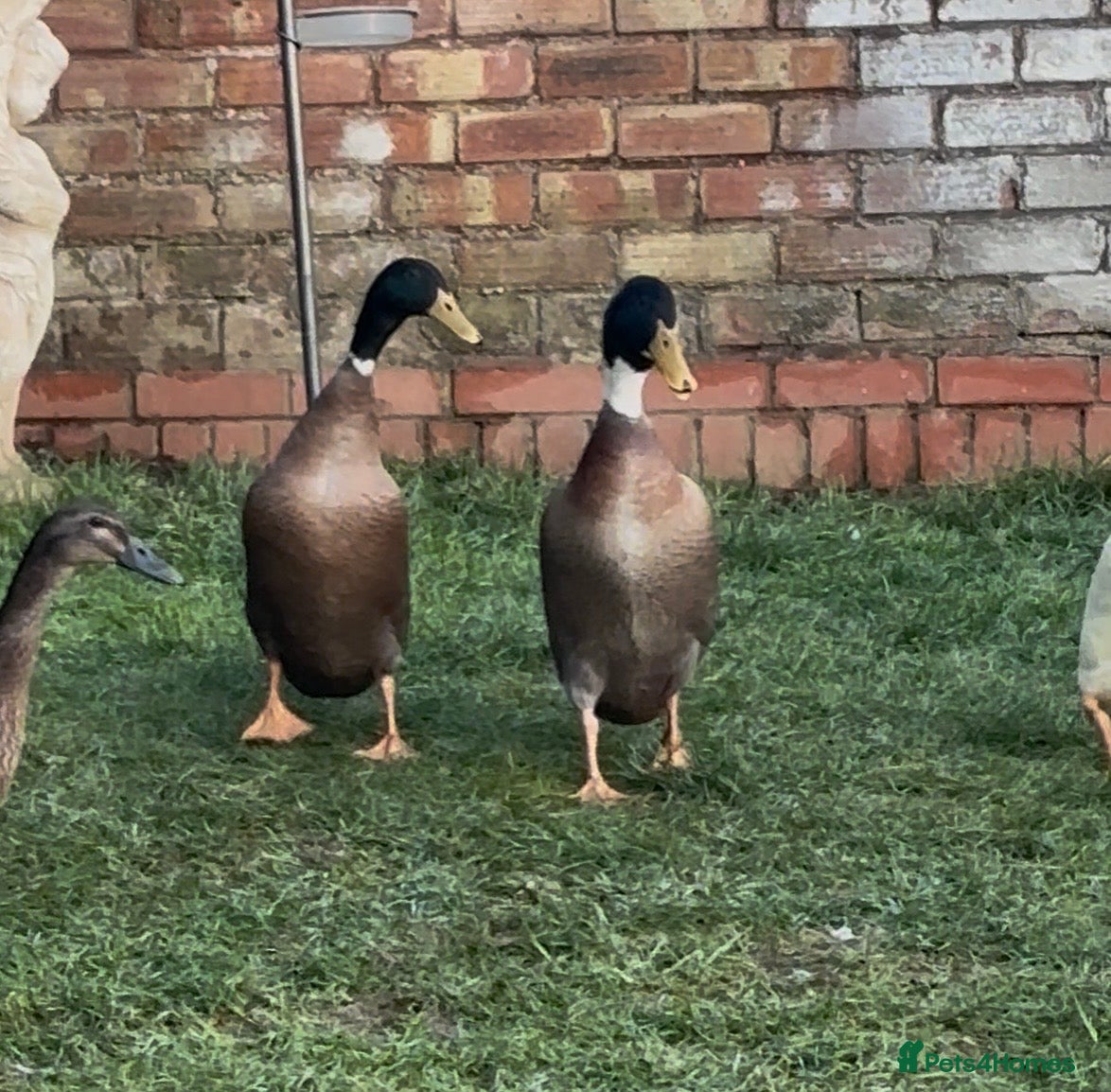 Ducks poultry Male Indian runner ducks - Advert 1