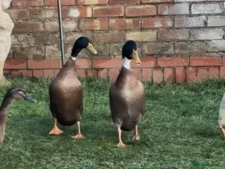 Ducks poultry Male Indian runner ducks - Advert 1