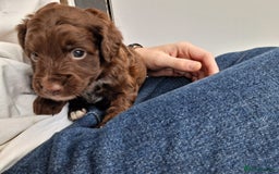 Cockapoo dogs for sale: ** BEAUTIFUL LITTER OF COCKAPOOS ** - Image 13