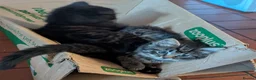 Mixed Breed cats for sale: Ragdoll Tabby Mix Fluffy Home Reared Kittens 2M/2F in Tonbridge - Advert 21