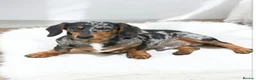 Miniature Dachshund dogs for sale: Beautiful LH & SH Dapples Miniature Dachshund Pups - Advert 7