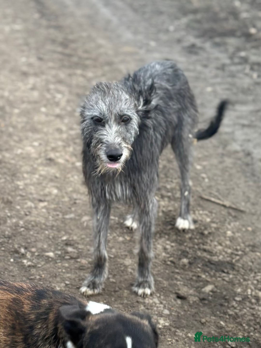 Lurcher dogs for sale: Lurcher Pups - 4 x boys - Advert 15