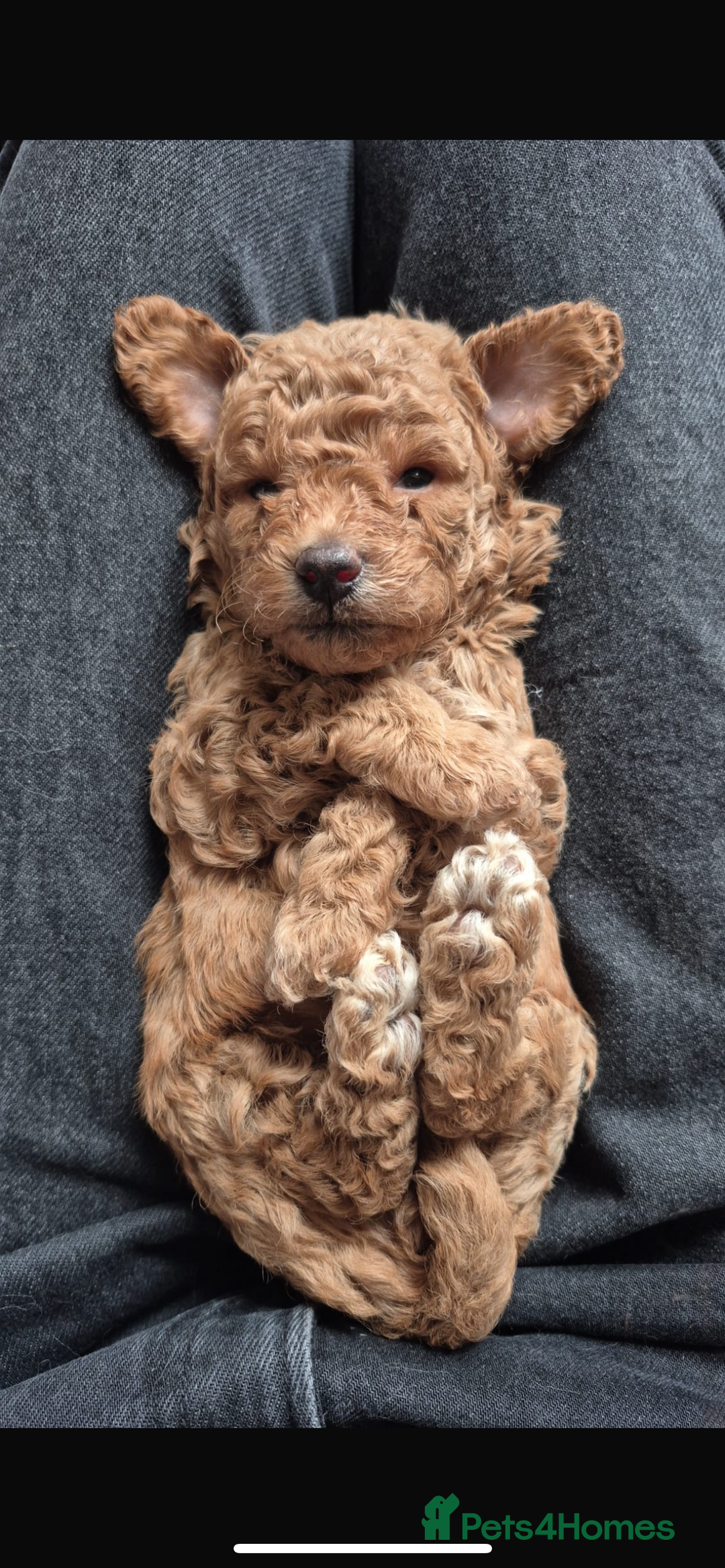 Maltipoo dogs for sale: ✨ Adorable Tiny Maltipoo Puppies For Sale! ✨  - Image 6