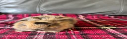 Mini Lop rabbits for sale: Mixed litter mini lops  - Advert 3