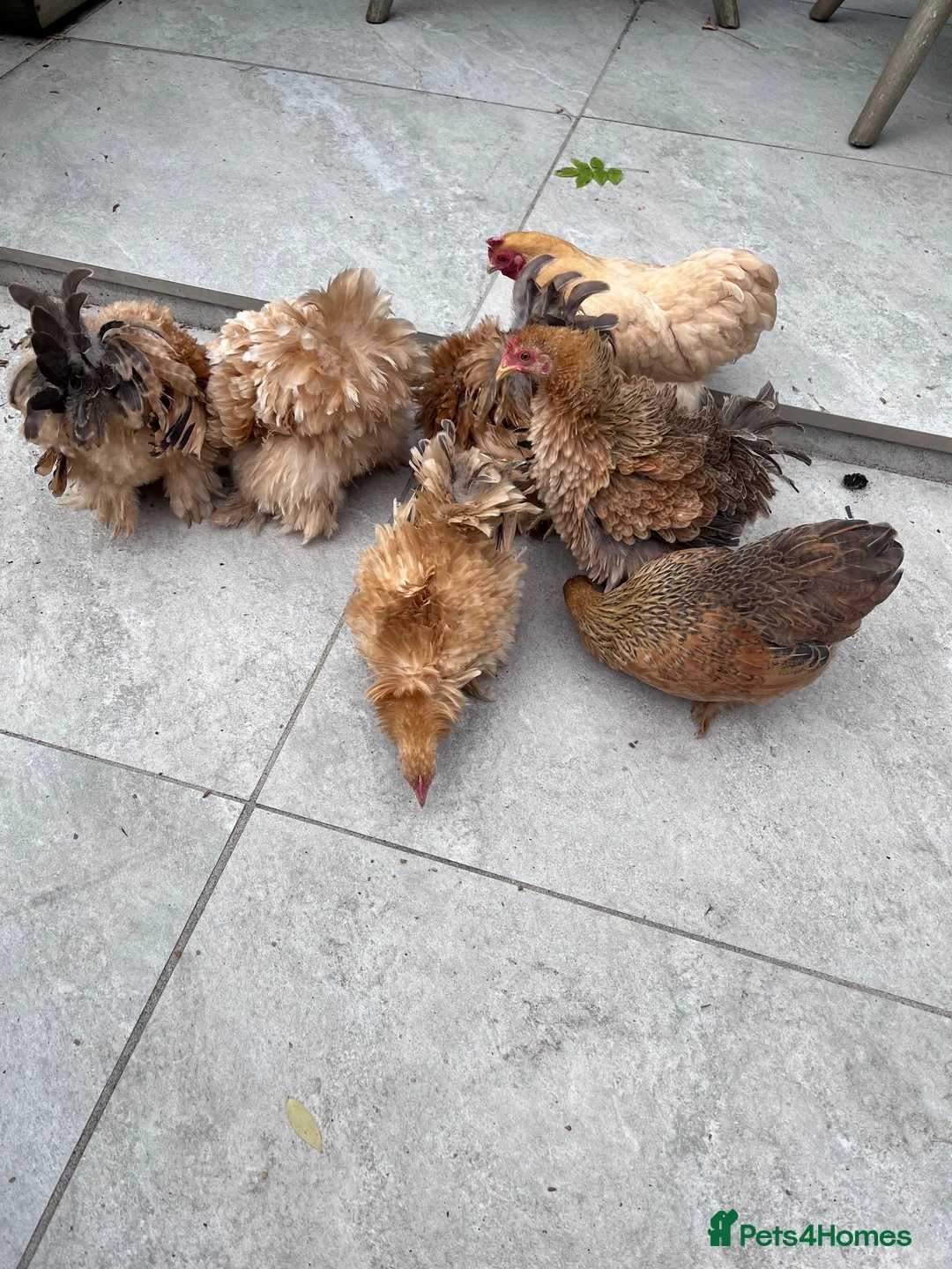 Chickens poultry for sale: 💕 Beautiful Frizzle and Smooth Pekins 💕 - Advert 2