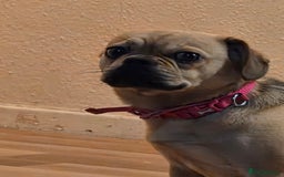Frug dogs for sale: Lulu  - Image 7
