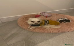 Chihuahua dogs for sale: Rehoming  - Advert 2