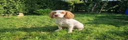 Cocker Spaniel dogs for sale: Cute male cocker Spaniel  - Advert 1