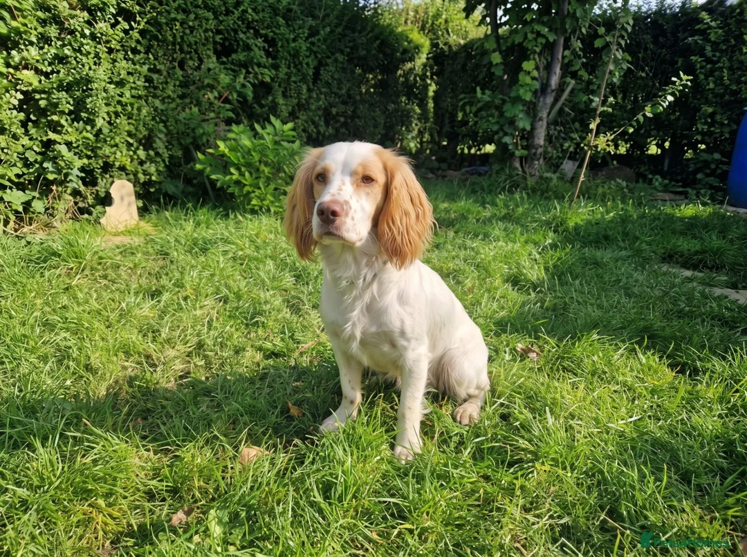 Cocker Spaniel dogs for sale: Cute male cocker Spaniel  - Advert 1