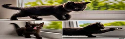 British Shorthair cats for sale: Beautiful British Shorthair Kittens  in Derby - Advert 6