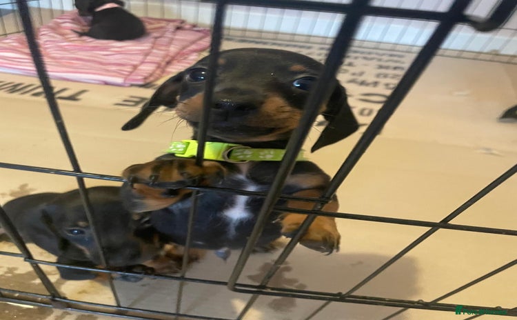 Dachshund dogs - Advert 1