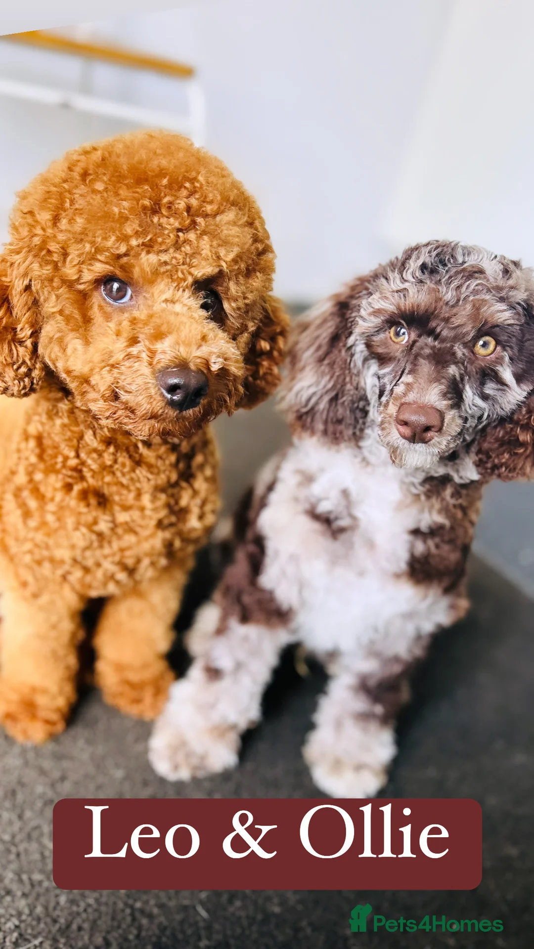 Miniature Poodle dogs for stud: Miniture Chocolate Merle poodle in Telford - Advert 7