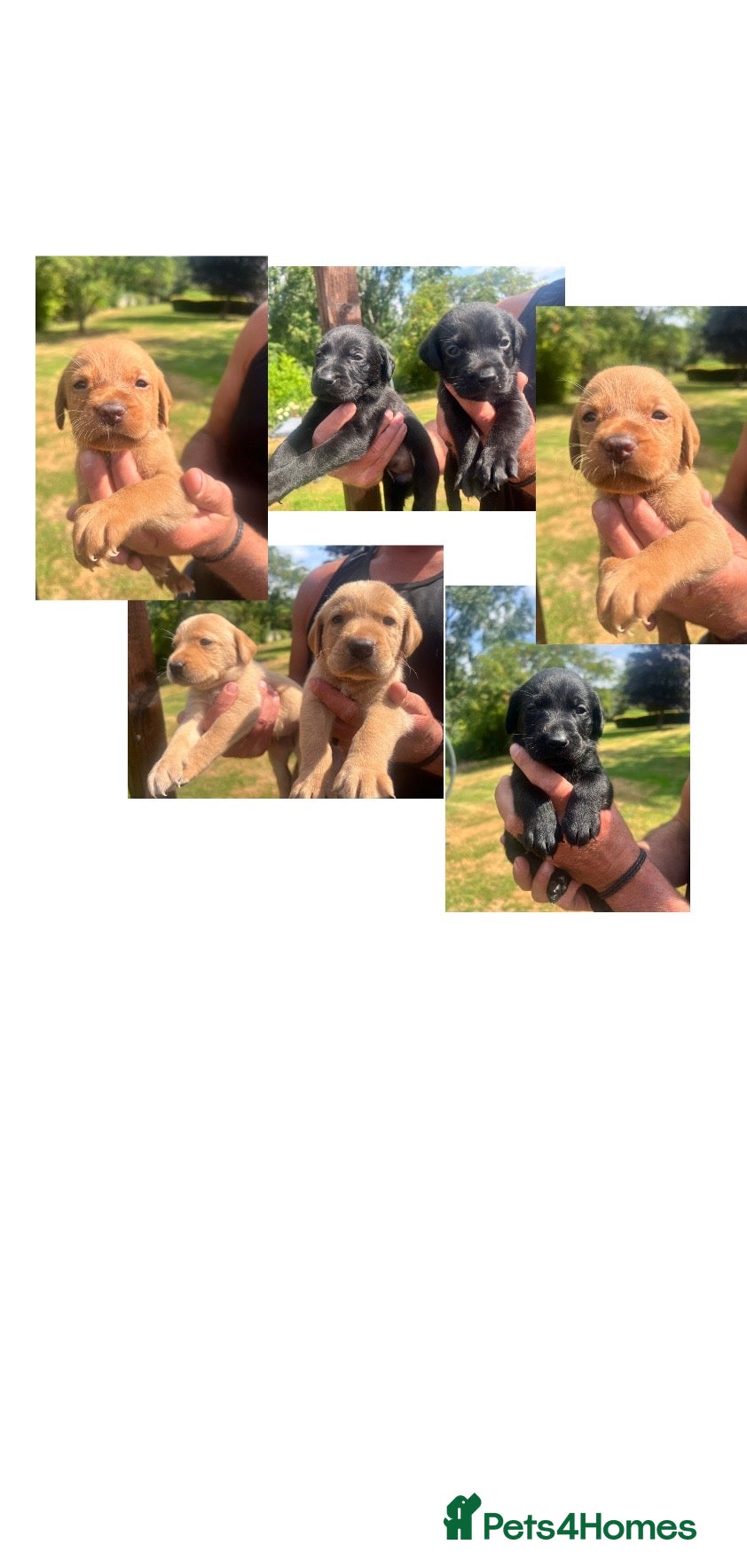 Labrador Retriever dogs KC BLACK FOX. RED YELLOW LAB PUPS HEALTH TESTED - Advert 5