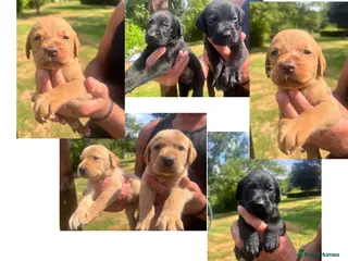 Labrador Retriever dogs KC BLACK FOX. RED YELLOW LAB PUPS HEALTH TESTED - Advert 5