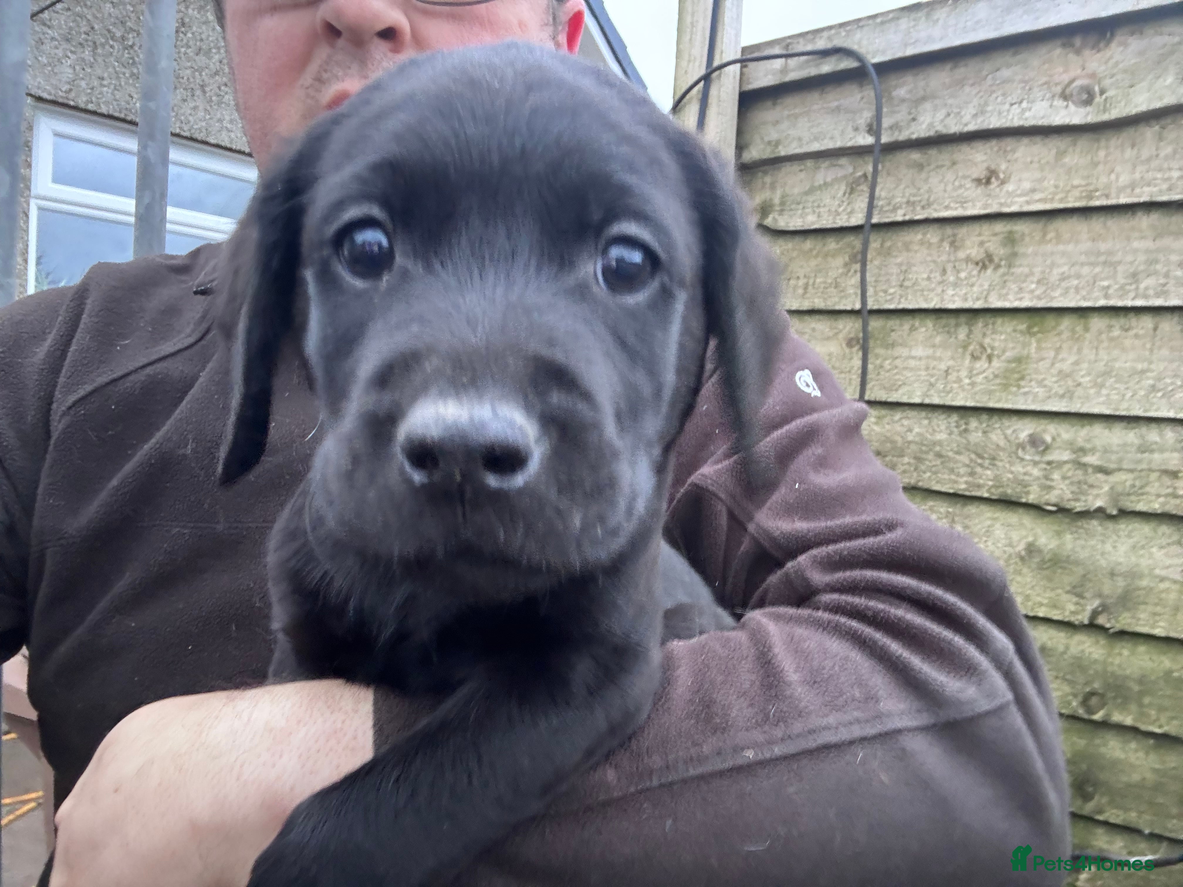 Labrador Retriever dogs 1 male KC Reg Labrador pup ready to leave now.  - Advert 6