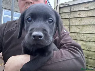 Labrador Retriever dogs 1 male KC Reg Labrador pup ready to leave now. - Advert 1