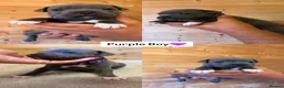 Staffordshire Bull Terrier dogs for sale:  Blue Staffordshire Bull Terrier Puppies Available - Advert 14