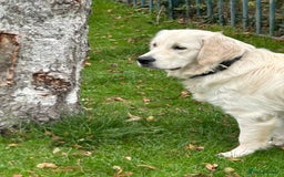 Golden Retriever dogs for sale: Extensively Health tested parents.Snowwhite Chunks - Image 34
