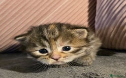 Siberian cats for sale: Siberian kittens Waiting list FIFe registrered - Image 7