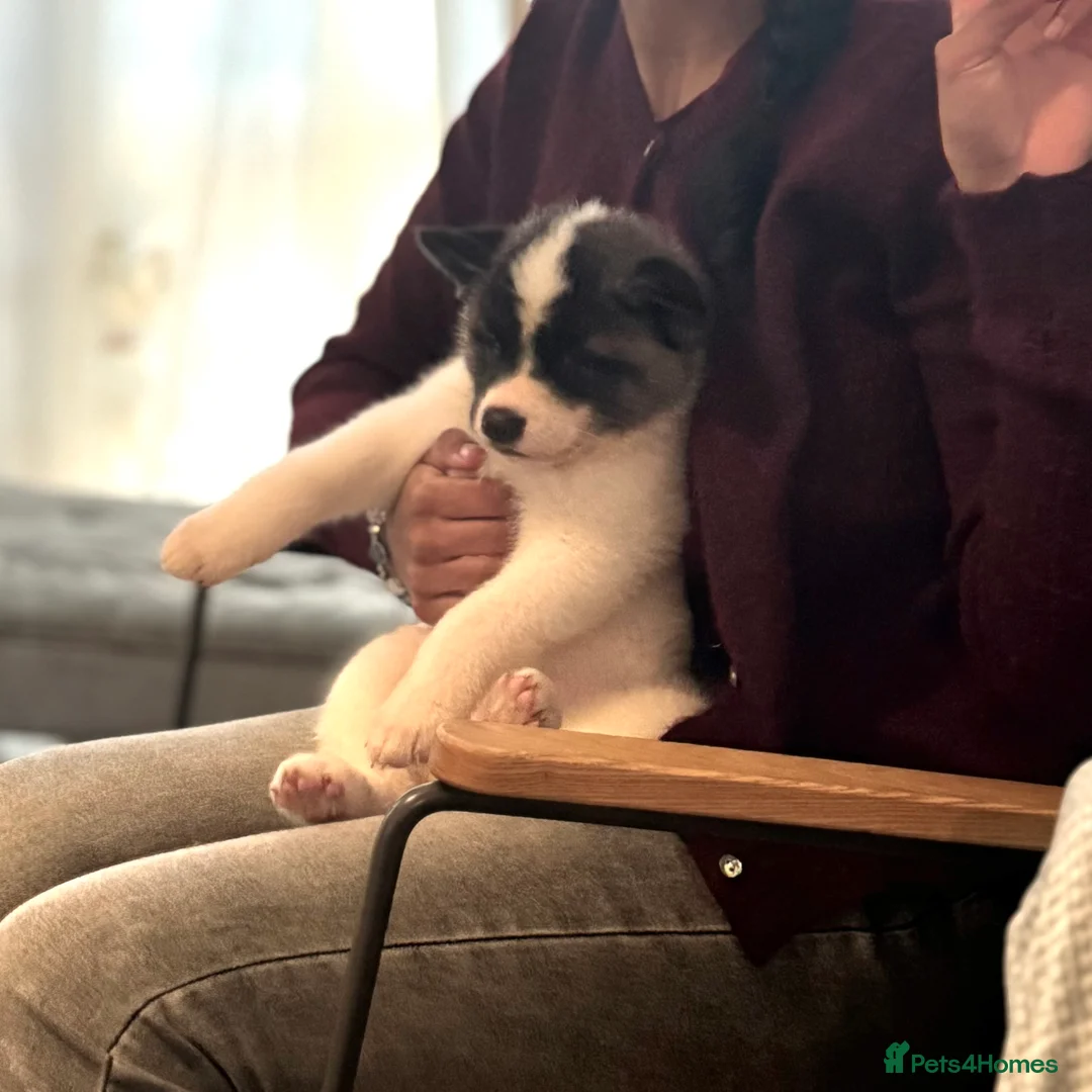 Akita dogs for sale: Quality Family Raised American Akita Puppies - Advert 3