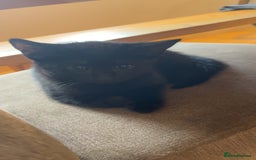 Mixed Breed cats for sale: Kittens ready to leave  - Image 7