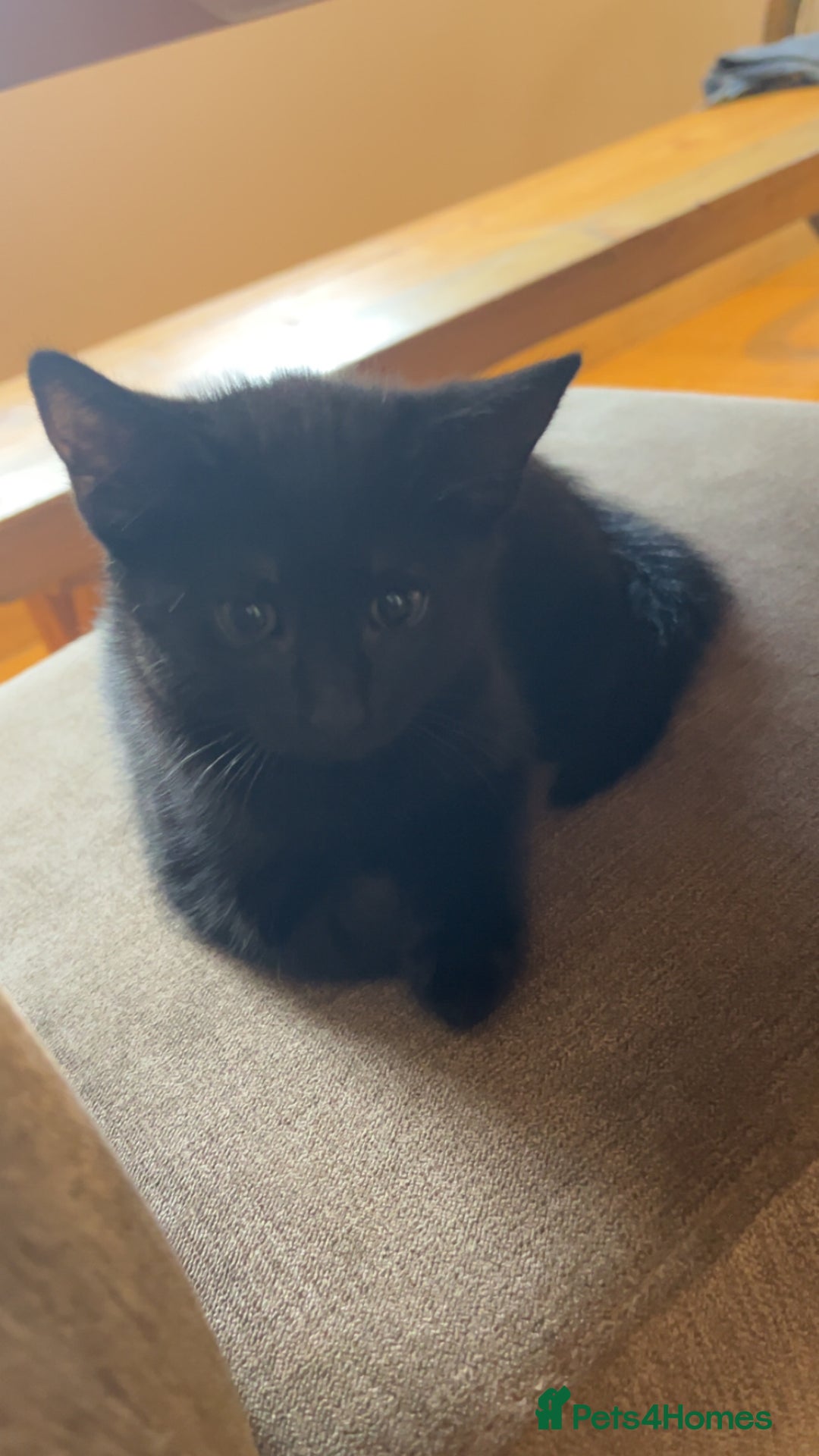 Mixed Breed cats for sale: Kittens ready to leave  - Image 7